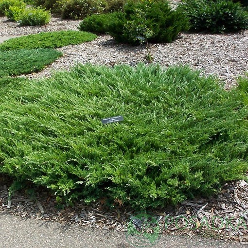 картинка Можжевельник горизонтальный Hughes 