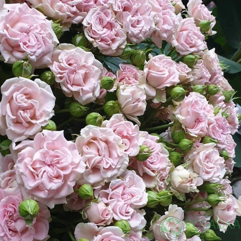 картинка Роза спрей Sweet Flow (Свит Флоу) С2 