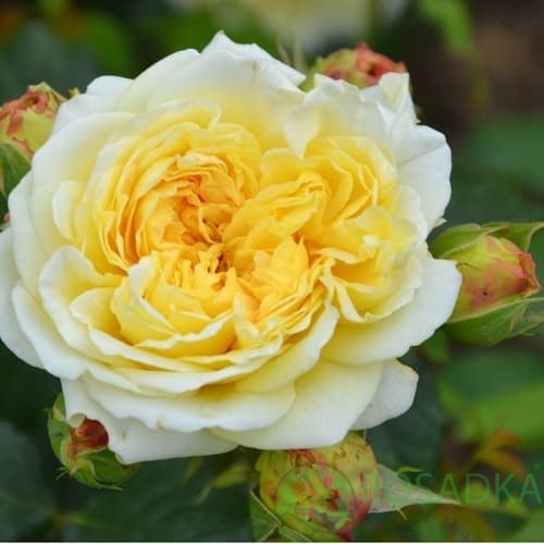 картинка Роза кустовая Нельсон Монфор С2 