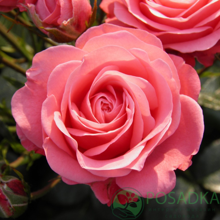 картинка Роза флорибунда Белла роза 