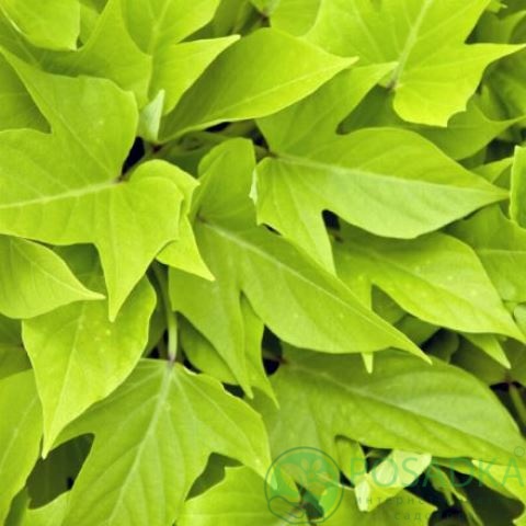 картинка Ипомея батат Ligth Green 