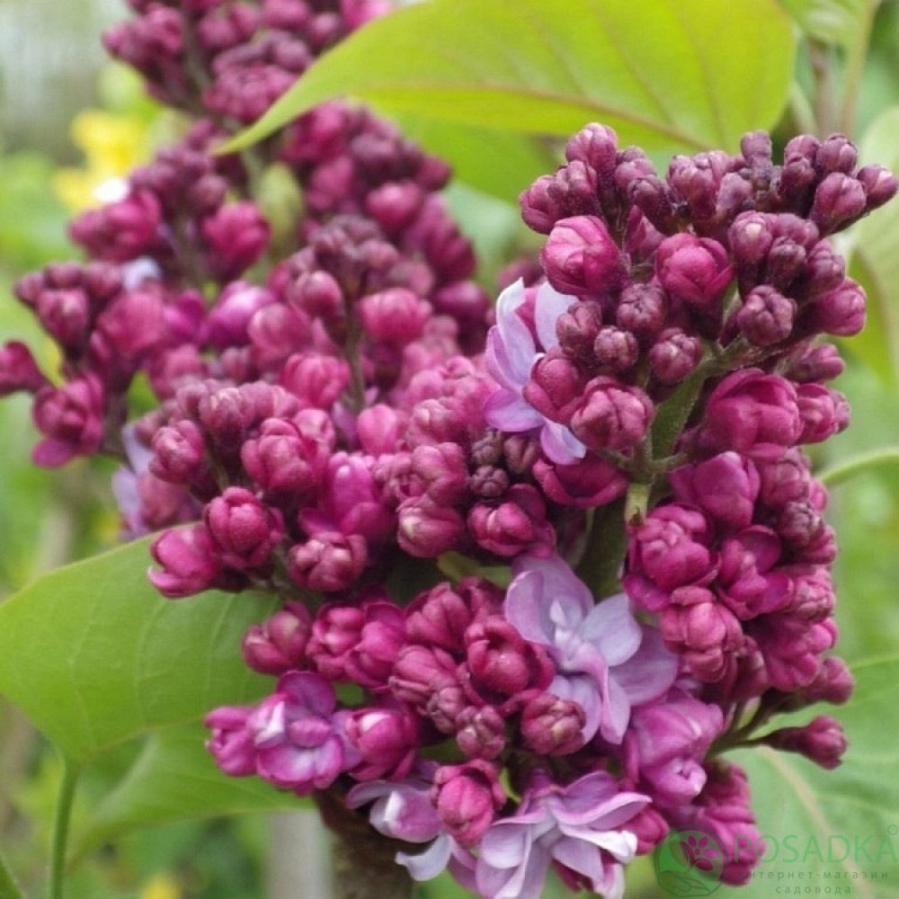 картинка Сирень Prince Wolkonsky 