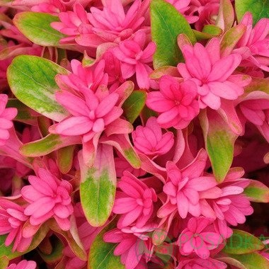 картинка Гортензия крупнолистная You & Me Prinzess Diana 