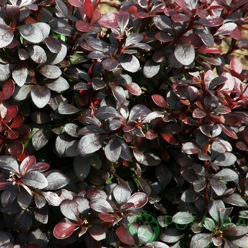 картинка Барбарис Тунберга Dart`s Purple 3л 