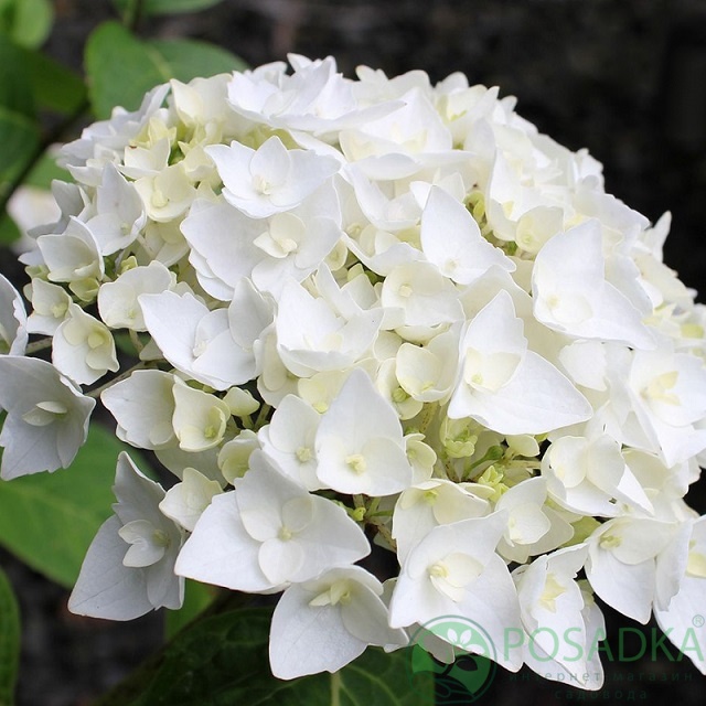 картинка Гортензия крупнолистная Saxon Bright White 