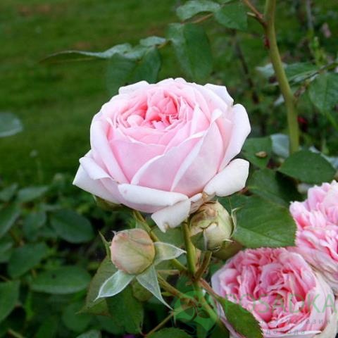 картинка Роза флорибунда Бьорн Бой 