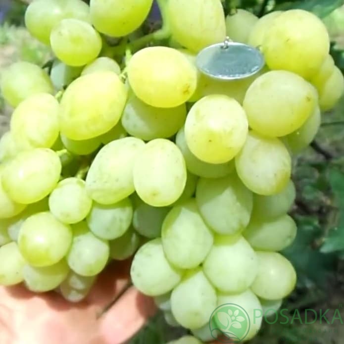 картинка Виноград Хруст картинка Виноград Хруст