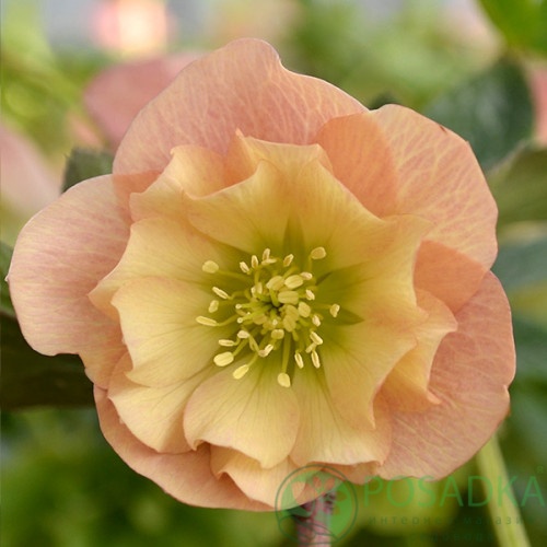 картинка Морозник Double Apricot 