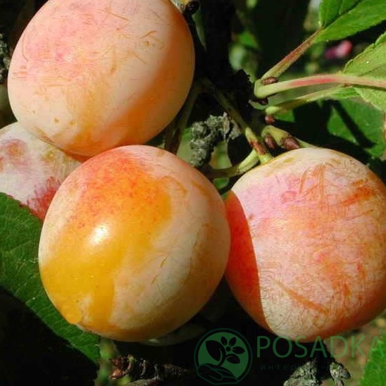 картинка Слива Супериор 