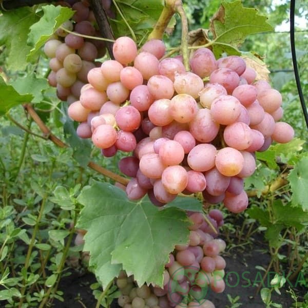 картинка Виноград Ливия 