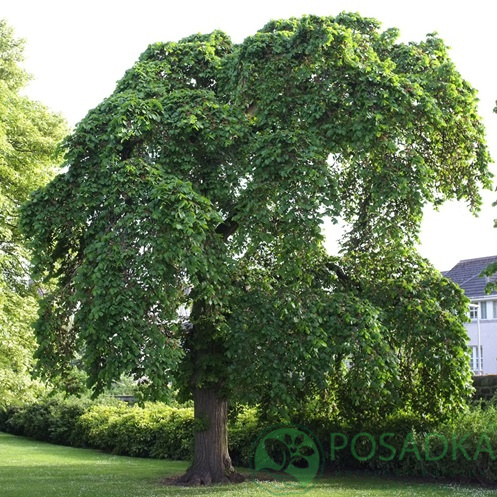 картинка Вяз шершавый (Ulmus glabra) 