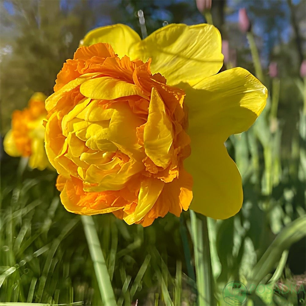 картинка Нарцис Suade Double  картинка Нарцис Suade Double