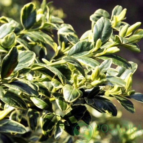 картинка Самшит вечнозеленый Вариегата 