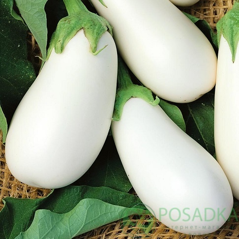 картинка Семена Баклажан Клара F1, 0.3 г, SeedEra 