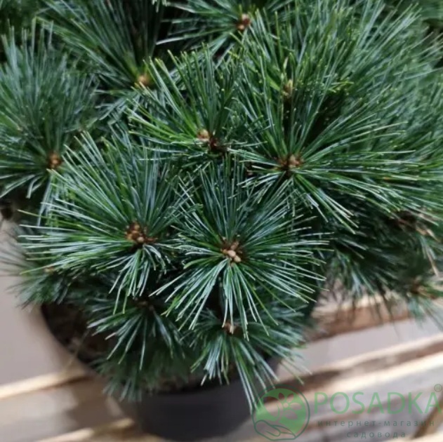 картинка Сосна веймутова Bergman's Mini 