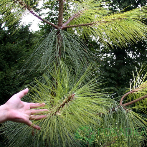картинка Сосна желтая (Pinus ponderosa) р9 