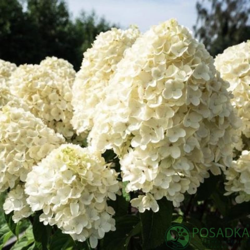 картинка Гортензия на штамбе Living Summer Breeze 