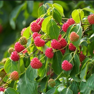 картинка Дерен коуза China Girl 