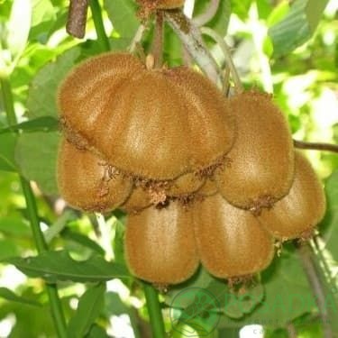 картинка Киви Хейворд (самоплодный, крупноплодный, морозостойкий) 