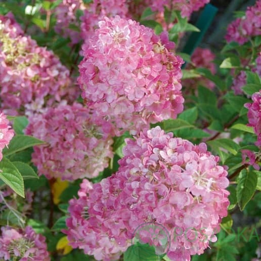 картинка Гортензия метельчатая Sundae Fraise (Сандей Фрайз) 