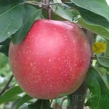 картинка Яблоня Граф Эззо 