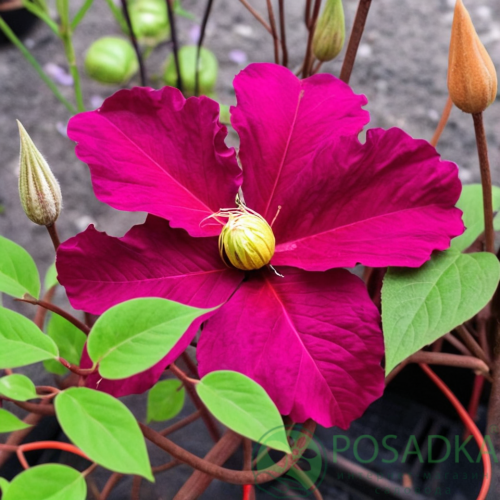 картинка Клематис Clematis Kryspina QE 