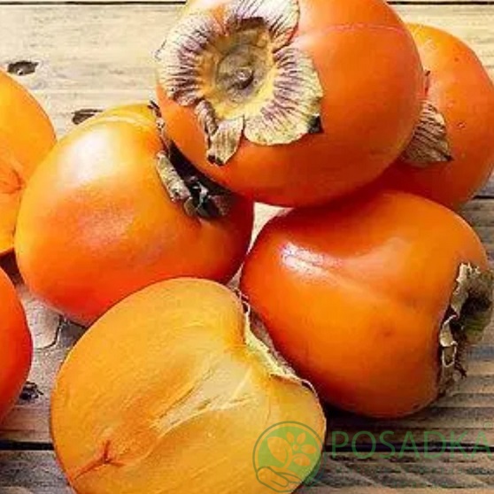 картинка Хурма Персимон (сладкая)  картинка Хурма Персимон (сладкая)