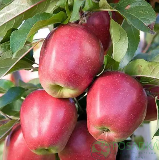 картинка Яблоня Глостер 