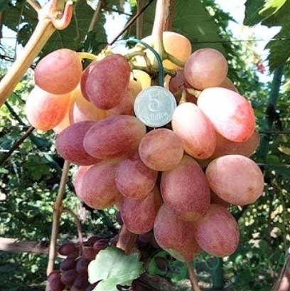 картинка Виноград Колье Императрицы 