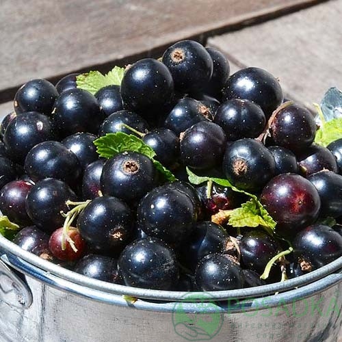 картинка Смородина чёрная Услада 