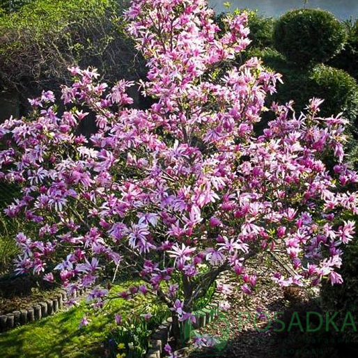 картинка Магнолия гибридная Бетти 