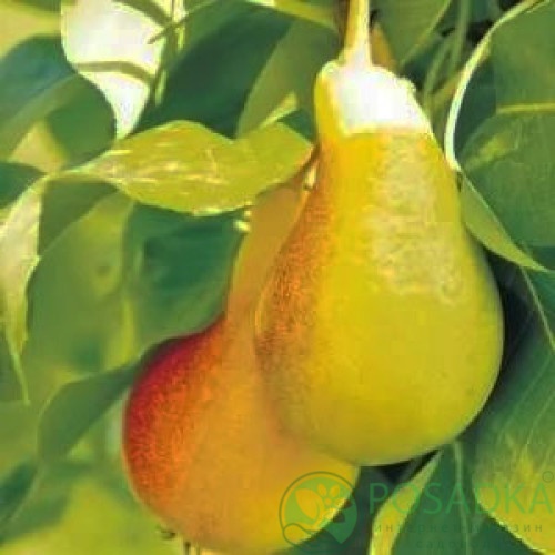 картинка Груша Июньская Лепотика  картинка Груша Июньская Лепотика