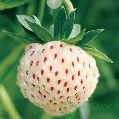 картинка Клубника Ананасная Pineberry Snow White 