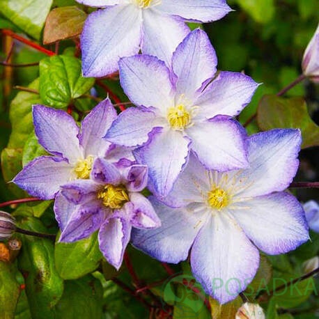 картинка Клематис Lucky Charm 