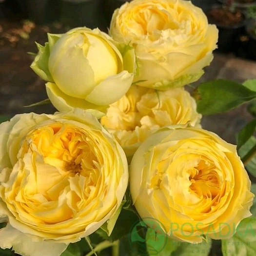 картинка Роза чайно-гибридная Лимон Помпон 