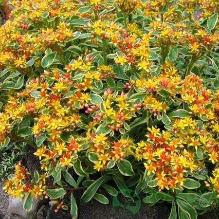 картинка Очиток (седум) камчатский Вариегата картинка Очиток (седум) камчатский Вариегата