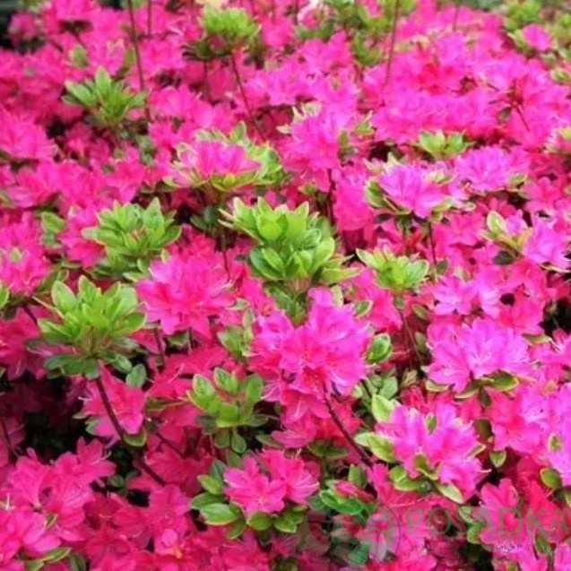 картинка Рододендрон Кермезина  картинка Рододендрон Кермезина