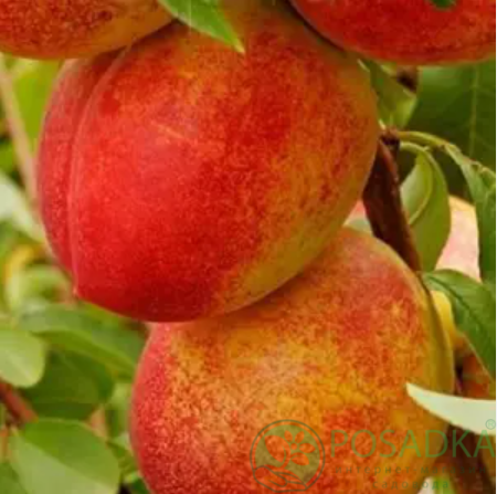 картинка Нектарин NGC 19 