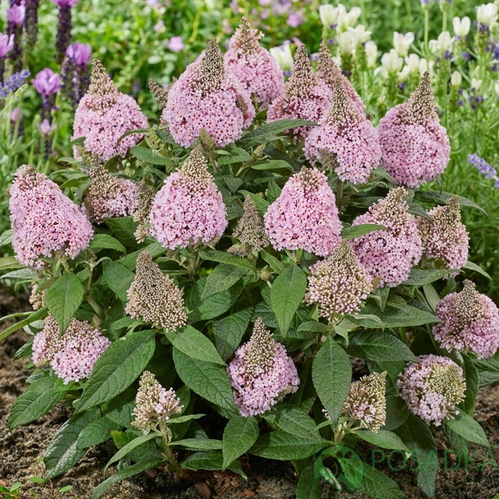 картинка Буддлея Давида "Little Rockstars" Pink 