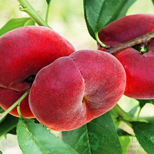 картинка Персик инжирный Сатурн 