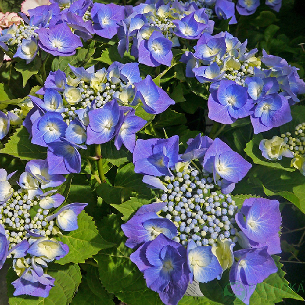 картинка Гортензия крупнолистная Blaumeise (Блаумайс) 