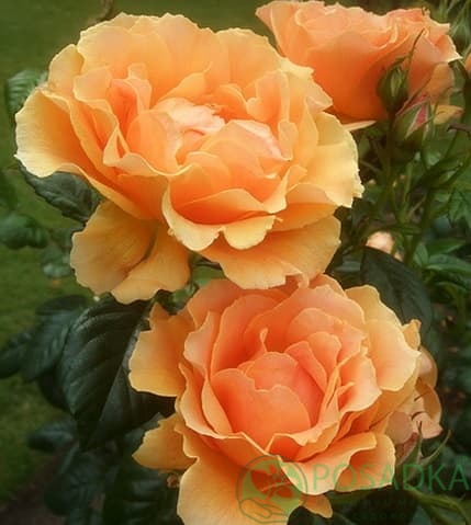 картинка Роза флорибунда Изи Гоуин 