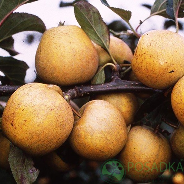 картинка Яблоня Питмастон (мускатно-ореховый вкус) 