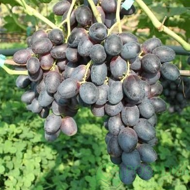 картинка Виноград Кумир 