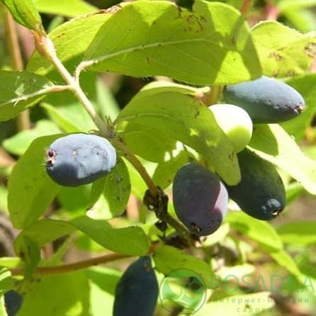 картинка Жимолость съедобная Синяя птица 