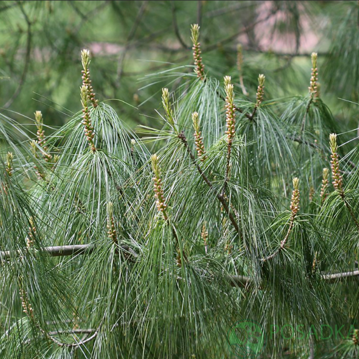 картинка Сосна Кедрова Арманда (Pinus Armandii) 
