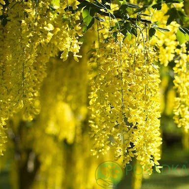 картинка Саженцы бобовника  картинка Саженцы бобовника