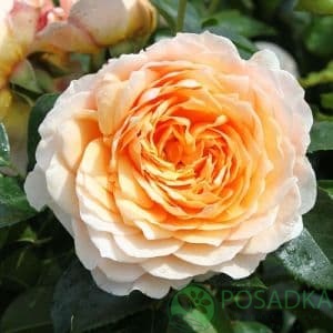 картинка Роза плетистая Джинджер Силлабаб 