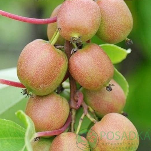 картинка Актинидия аргута Geneva 