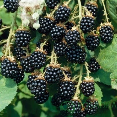 картинка Ежевика Полар 